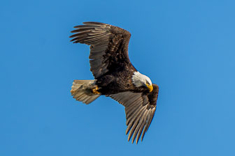 Bald Eagles At Conowingo Dam 12-12-23