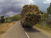 Hazards Of The Road