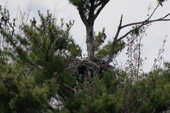 Bald Eagles At Tobyhanna 4-29-24