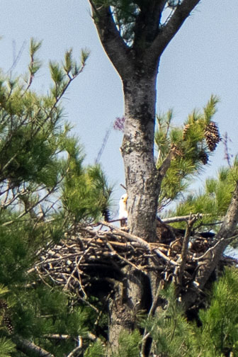 Bald Eagles At Tobyhanna 4-29-24