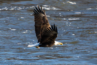 Bald Eagles At Conowingo Dam 12-12-23