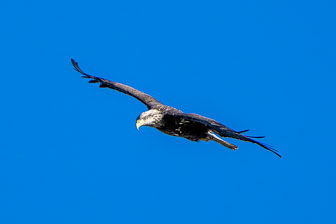 Bald Eagles At Conowingo Dam 12-12-23
