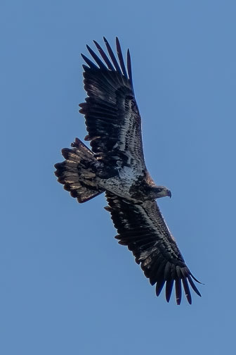 Bald Eagles At Conowingo Dam 12-13-22