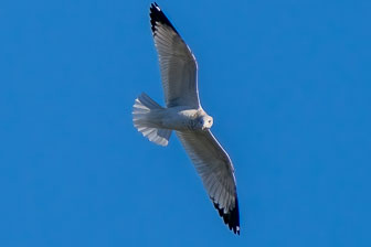 DSC09464-Edit-Edit.jpg