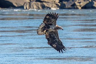 Bald Eagles At Conowingo Dam 12-2-22