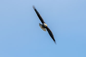 Bald Eagles At Conowingo Dam 12-3-20
