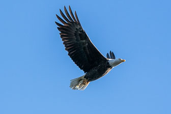 Bald Eagles At Conowingo Dam 12-3-20