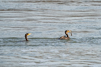Bald Eagles At Conowingo Dam 11-19-20