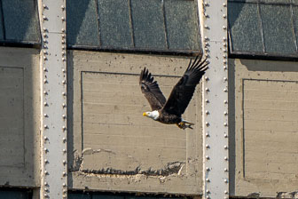 Bald Eagles