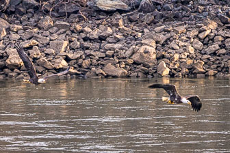 Bald Eagles At Conowingo Dam 11-22-19