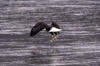 Bald Eagles
