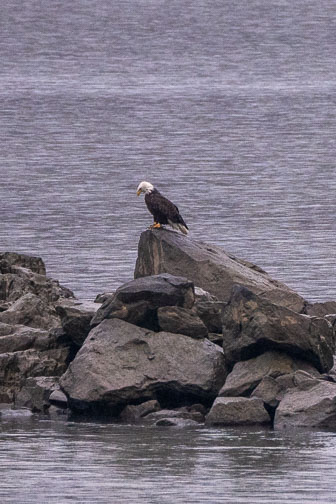 Bald Eagles