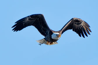 Bald Eagles At Conowingo Dam 12-12-23