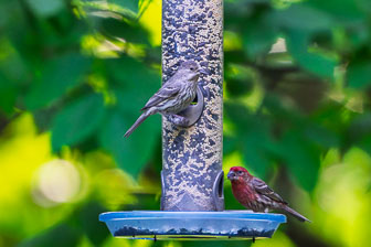 DSC01090-DxO_DeepPRIME-XD3-2.jpg