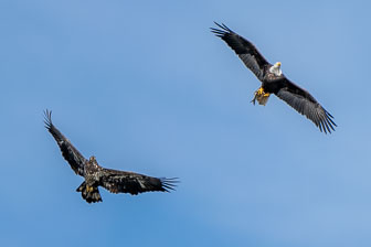 Bald Eagles At Conowingo Dam 12-3-20