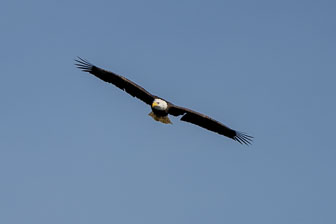 Bald Eagles At Conowingo Dam 11-19-20