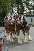The Budweiser Clydesdales - 2013