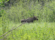 Alaska Countryside 1