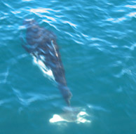 Porpoises 1 Porpoises 1