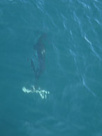 Porpoises 1