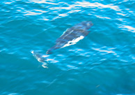 Porpoises 2