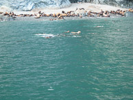 NM Sea Lions