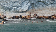 NM Sea Lions NM Sea Lions