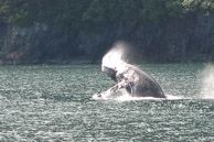 NM Whales
