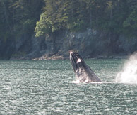 Videos Of Alaska