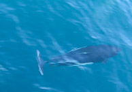 NM Porpoises NM Porpoises