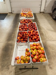 The "Last Apple"