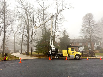 Tree Removal/Trimming - February 2024