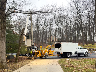 Tree Removal/Trimming - February 2024