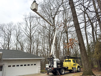 Tree Removal/Trimming - February 2024
